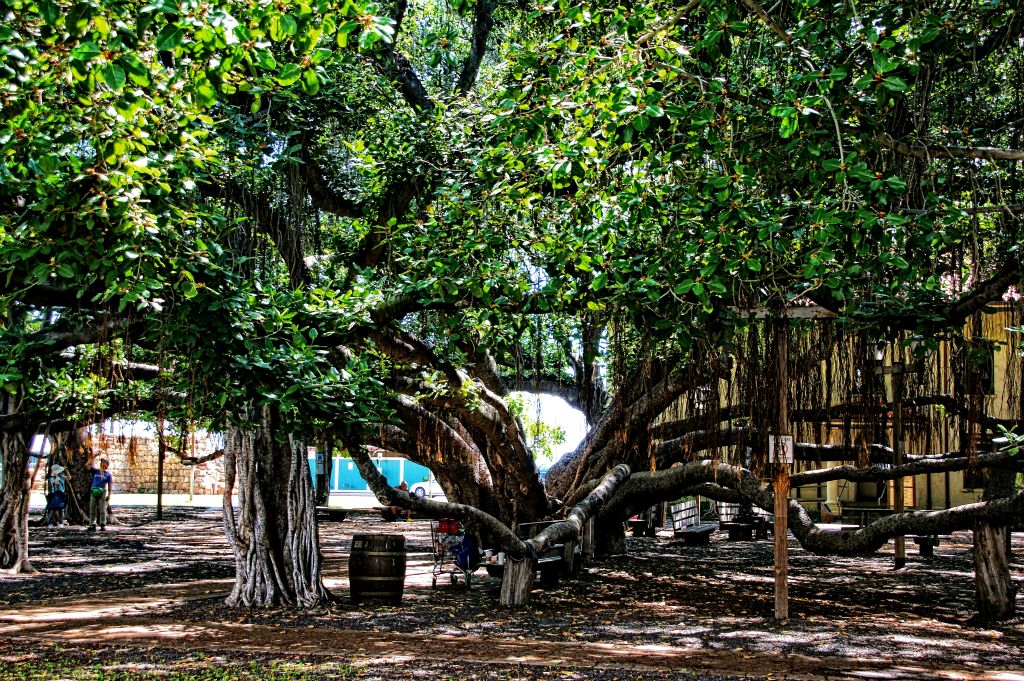 Tree that spreads roots from limbs