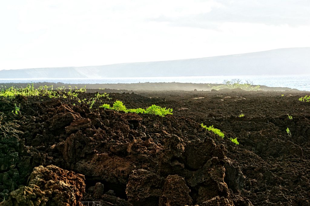 Lava field