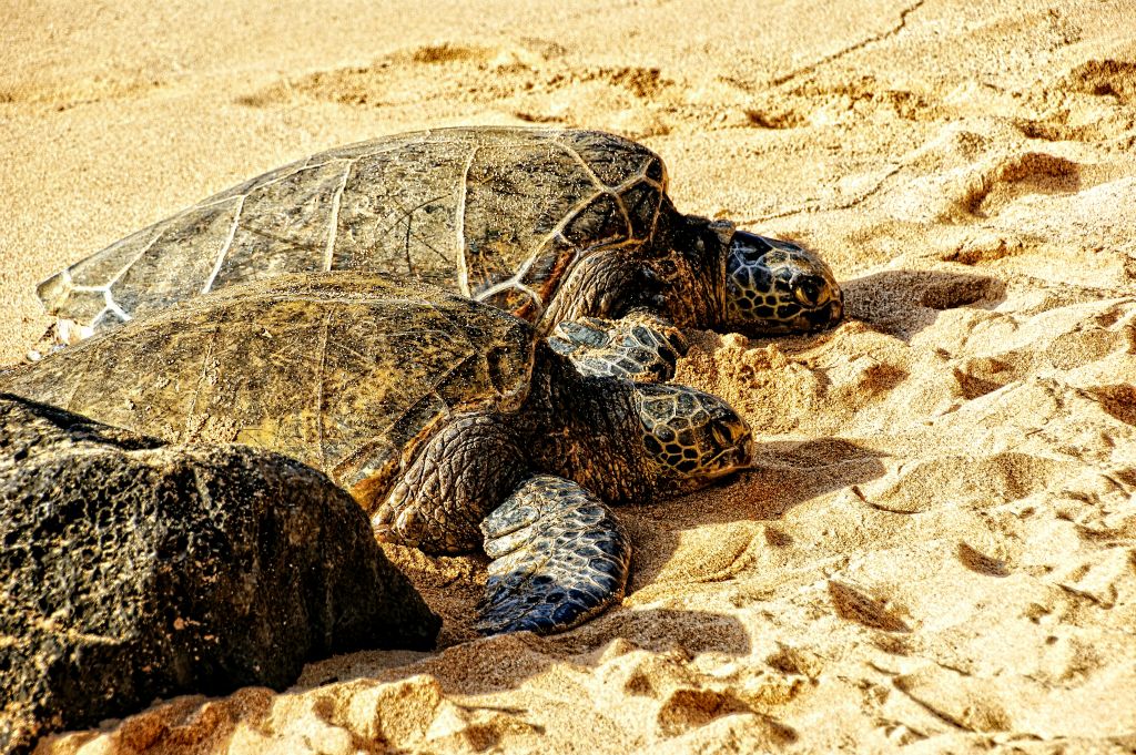 They came up to beach to sleep