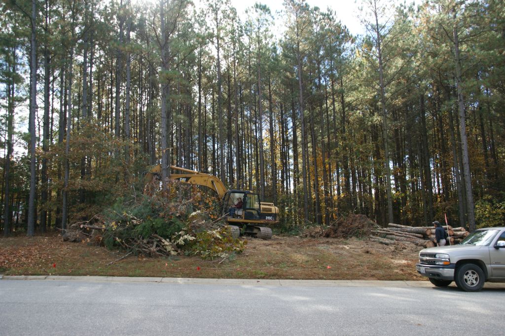 Clearing the trees