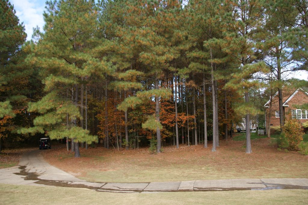 View from the Green (towards back of house)